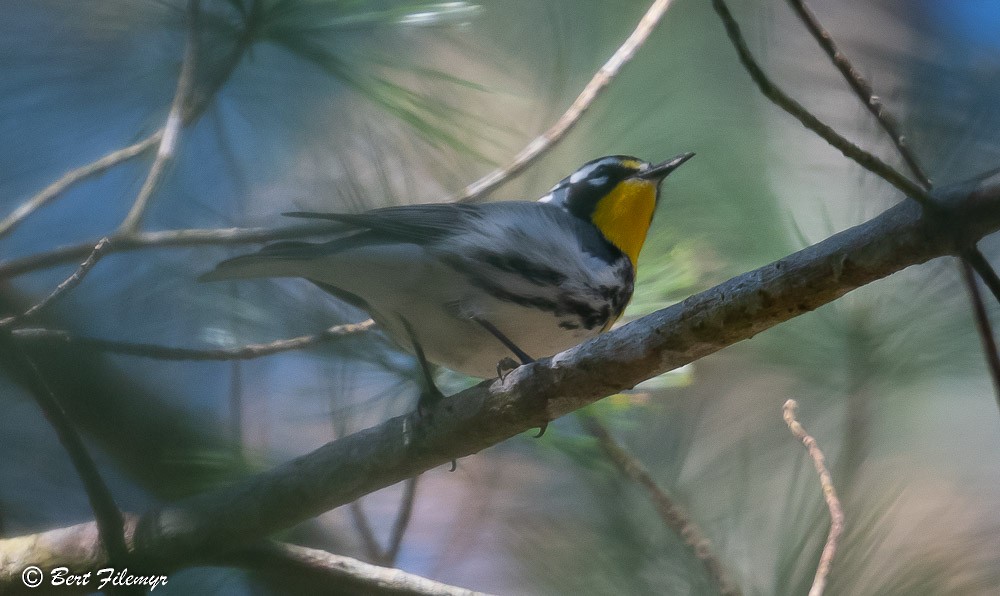 Yellow-throated Warbler - Bert Filemyr
