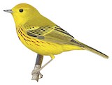 American Yellow Warbler Illustration