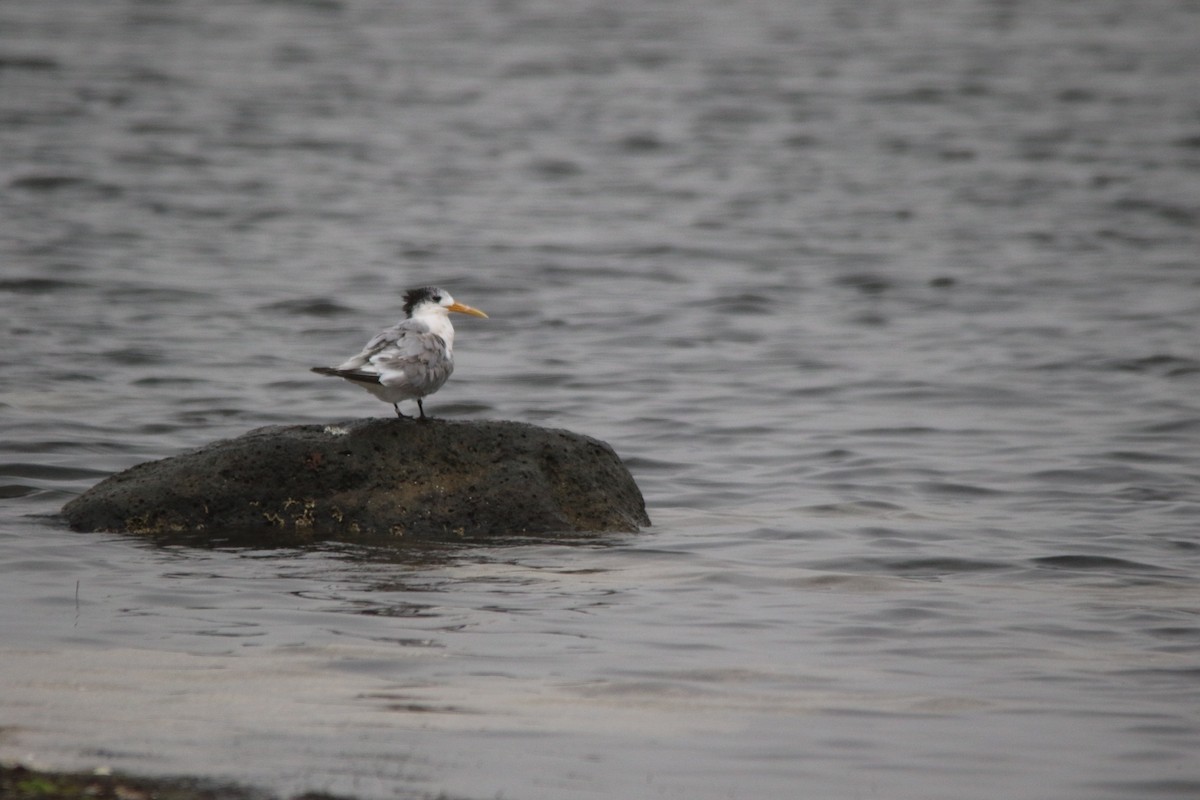 Great Crested Tern - ML153228371