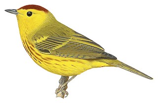 Mangrove Yellow Warbler
