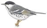 Blackpoll Warbler Illustration