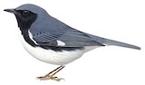 Black-throated Blue Warbler Illustration