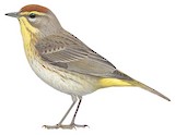 Palm Warbler Illustration