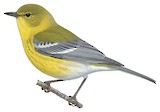 Pine Warbler Illustration