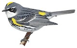 Myrtle Warbler Illustration