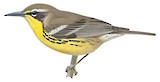 Bahama Warbler Illustration