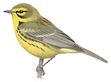 Prairie Warbler Illustration