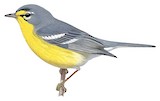 Adelaide's Warbler Illustration