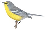 Barbuda Warbler Illustration