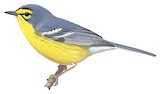 St. Lucia Warbler Illustration