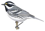 Black-throated Grey Warbler Illustration