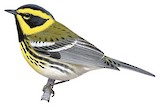 Townsend's Warbler Illustration