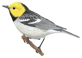 Hermit Warbler Illustration