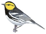 Golden-cheeked Warbler Illustration