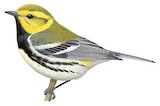 Black-throated Green Warbler Illustration