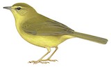 Flavescent Warbler Illustration