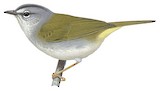 White-rimmed Warbler Illustration