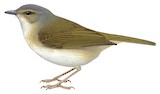 Riverbank Warbler Illustration