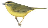 Cuzco Warbler Illustration