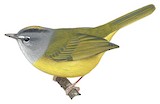 White-lored Warbler Illustration