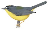 Grey-and-gold Warbler Illustration