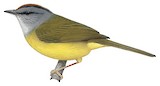 Russet-crowned Warbler Illustration