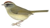 Pirre Warbler Illustration