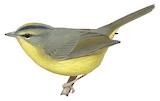 Golden-crowned Warbler Illustration