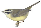 Black-eared Warbler Illustration