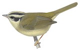 Yungas Warbler Illustration