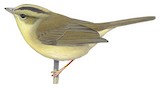 Tacarcuna Warbler Illustration