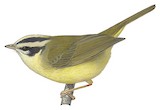 Three-striped Warbler Illustration