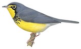 Canada Warbler Illustration