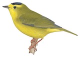 Wilson's Warbler Illustration