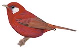 Red Warbler Illustration