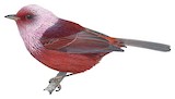 Pink-headed Warbler Illustration