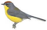 Brown-capped Whitestart Illustration