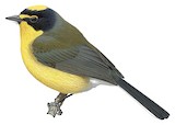 Yellow-crowned Whitestart Illustration