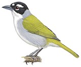 Black-crowned Tanager Illustration