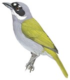 Grey-crowned Tanager Illustration