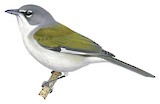 White-winged Warbler Illustration