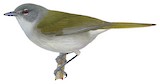 Green-tailed Warbler Illustration