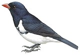 Red-billed Pied Tanager Illustration