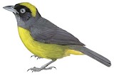 Dusky-faced Tanager Illustration