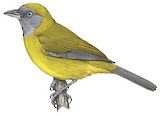 Olive-backed Tanager Illustration