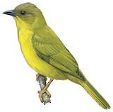 Olive-green Tanager Illustration