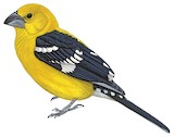 Yellow Grosbeak Illustration