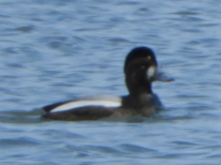 Greater Scaup - ML153232431