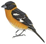 Black-headed Grosbeak Illustration