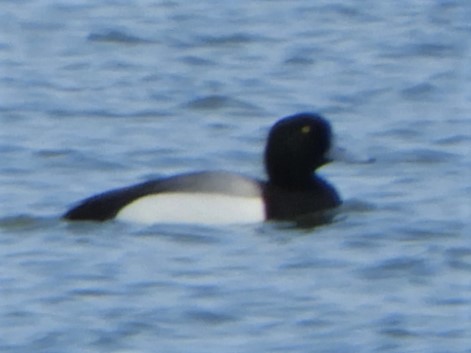 Greater Scaup - ML153232561